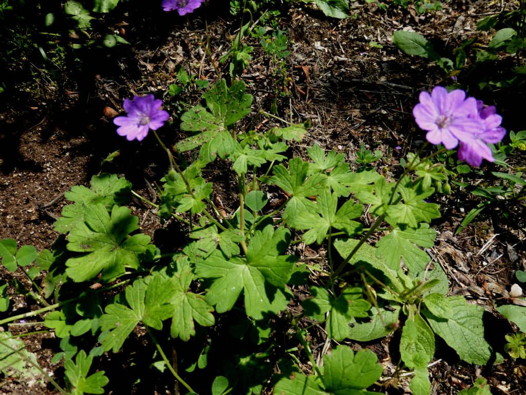 Geranium pyrenaicum / Geranio dei Pirenei